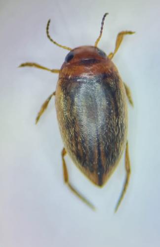 Porhydrus lineatus